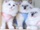 Chatons ragdoll a donner 