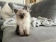 Chatons ragdoll a donner 
