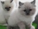 Chatons ragdoll a donner 