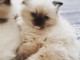 Chatons ragdoll a donner 