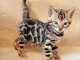 Chatons bengals &agrave; vendre