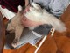 Chatons ragdoll a donner 
