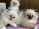 Chatons ragdoll a donner 