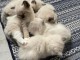 Chatons ragdoll a donner 