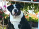 Bulldog anglais chiots &agrave; vendre