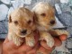 Labradoodle chiots &agrave; vendre