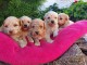 Maltipoo chiots &agrave; vendre