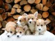 Corgi gallois chiots &agrave; vendre