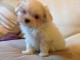 Donne chiot bichon maltais femelle