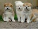 Magnifique race pure Akita Inu &agrave; donner contre bon soin 