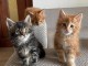 Chatons maine coon m&acirc;les et femelles Loof