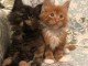 Chatons maine coon m&acirc;les et femelles Loof