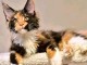 Chatons maine coon m&acirc;les et femelles Loof