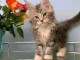 Chatons maine coon m&acirc;les et femelles Loof