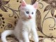 Chatons maine coon m&acirc;les et femelles Loof