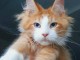 Chatons maine coon m&acirc;les et femelles Loof