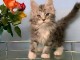 Chatons maine coon m&acirc;les et femelles Loof
