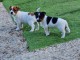 Chiots Jack russell disponibles pour de bonnes maisons