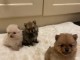 Chiots de Pom&eacute;ranie exceptionnels pr&ecirc;ts pour de bonnes maisons