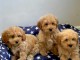 Adorables chiots Cavapoos Pr&ecirc;ts maintenant pour leurs nouvelles m