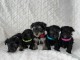5 beaux chiots Yorkipoo &agrave; vendre