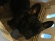 Chiots bouledogue fran&ccedil;ais &agrave; vendre
