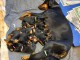 chiots Doberman &agrave; vendre est maintenant ouverte