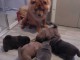 Chiots Chow Chow PR&Ecirc;TS &Agrave; PARTIR !!!!