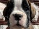 Boxeur chiots &agrave; vendre