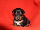 Chiots Pinscher nain Magnifique