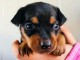 Chiots Pinscher nain Magnifique