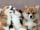 Chiots d&rsquo;apparence Corgi 