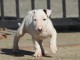 Bull terrier chiots &agrave; vendre