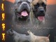 Cane Corso chiots &agrave; vendre