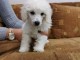Caniche chiots &agrave; vendre