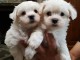 Magnifique race pure bichon maltais a donner contre bon soin