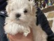 Chiots Bichon maltais dispo