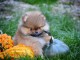 Spitz de Pom&eacute;ranie chiots