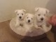 West Highland White Terrier