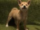 Shiba Inu chiots &agrave; vendre