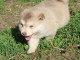 Adorables bb Chiots Chien finnois de Laponie a adopt&eacute;.