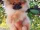 Pomeranian Spitz Premium