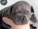 Bulldog fran&ccedil;ais chiots