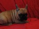 &Agrave; donner chiot bouledogue fran&ccedil;ais