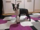 Boston Terrier chiots
