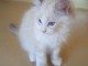 Adorable chaton Ragdoll LOOF a donner 
