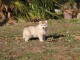 Chiots Husky Sib&eacute;rien PURE RACE LOF ADOPTION