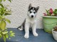 Chiots Husky Sib&eacute;rien PURE RACE LOF ADOPTION