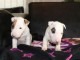 Mini Bull Terrier chiots &agrave; vendre