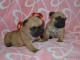 Chiots type bouledogue Fran&ccedil;ais non lof 2 m&acirc;le et 1 femelle